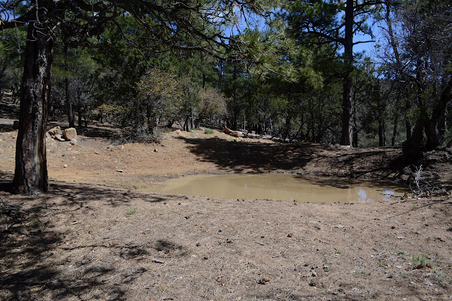 scooped out dirt puddle