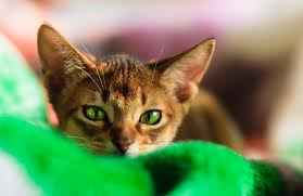 Abyssinian Kittens