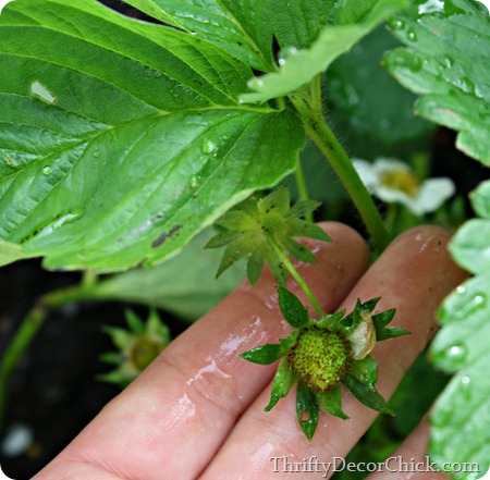 growing strawberries