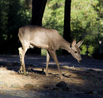deer in Prescott Arizona