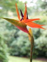 Picture Of Birds Of Paradise Flower