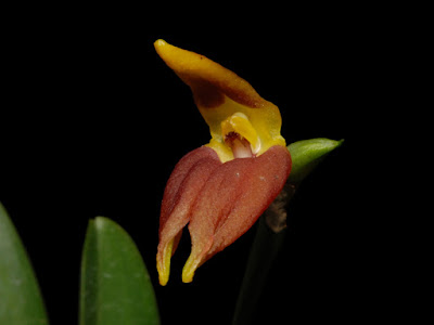 Masdevallia draconis care and culture