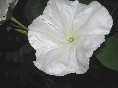 Annieinaustin,moonflower vine