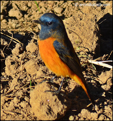 Blue-fronted Redstart,