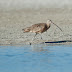 Long-billed Curlew, 44/50