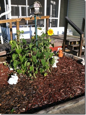 Sunflowers at Richards-3-1sm