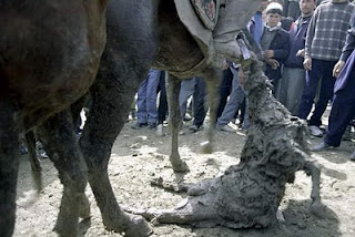 Olahraga Extrim : Buzkashi...!!!