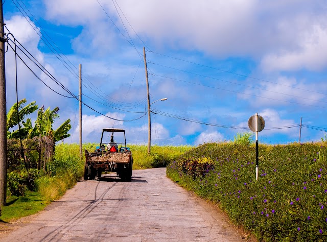 Sugarcane Remains