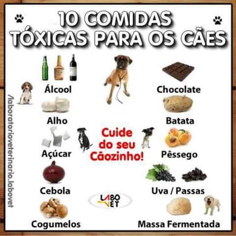 Comidas Tóxicas para os Cães