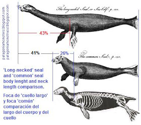 long necked seal