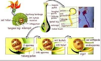 fertilization