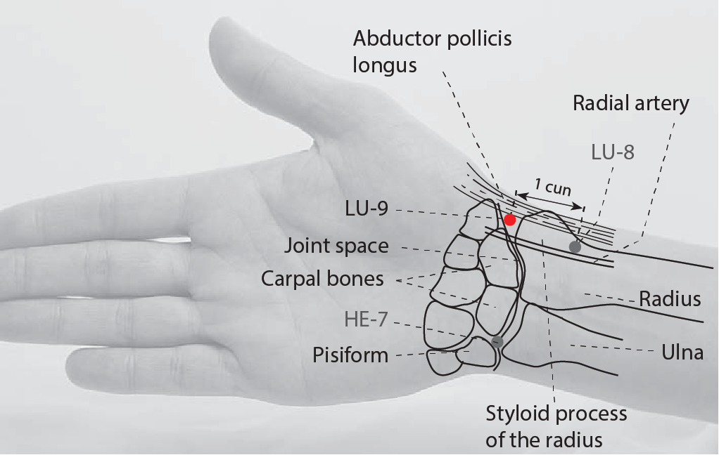 LU9 - Supreme Abyss TAIYUAN -  The Lung Channel System – Hand-taiyin (shou tai yin jing luo) - Acupuncture Point Location