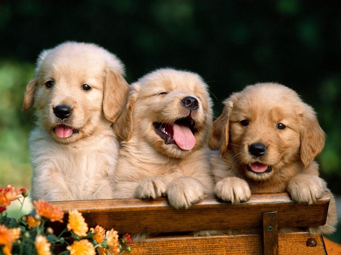 Cute Golden Retriever Puppies Photos ~ Cute Puppies Pictures, Puppy Photos - Small GolDen Retriever