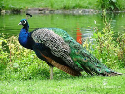 indian national bird peacock