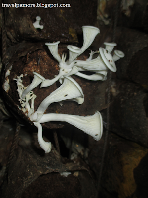 Tunnels and Mushrooms at Rizal Technological University