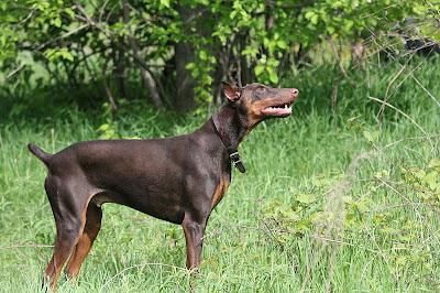 Doberman Pinscher