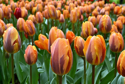 gambar-bunga-tulip-orange