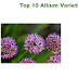  Gardeners love allium flowers