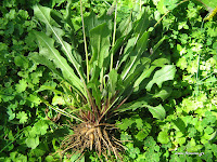 Taraxacum+Officinale Roots Τα άγρια φαγώσιμα χόρτα της Ελλάδας!