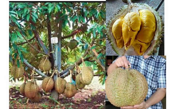 BUMI HIJAU NURSERY (002279488-D): Durian Bantal Mas atau