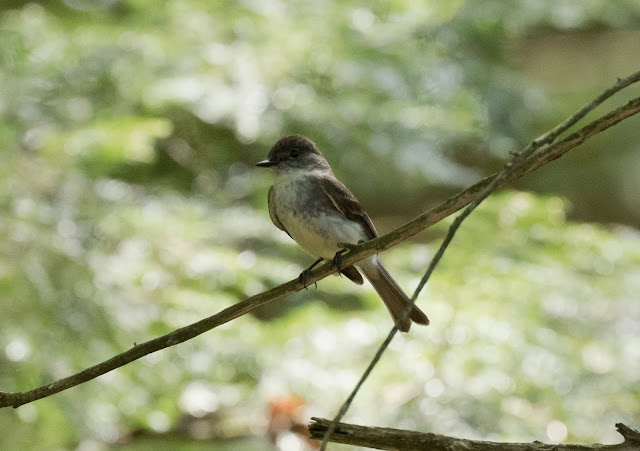 Eastern Phoebe - Hartwick Pines, Michigan, USA