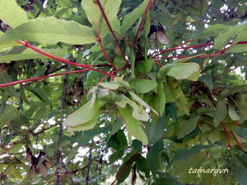 Клён маньчжурский (Acer mandshuricum)