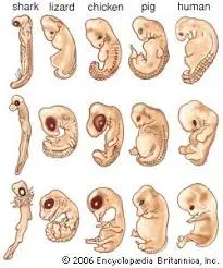 Theory Of Evolution