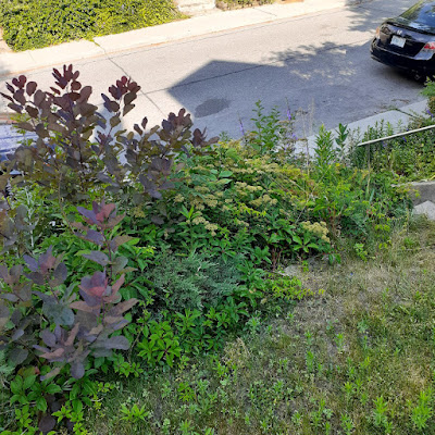 Toronto Parkdale Front Garden Cleanup Before by Paul Jung Gardening Services--a Toronto Organic Gardener