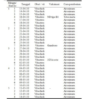 Pemberian Vaksin Dan Vitamin Pada Ayam Broiler