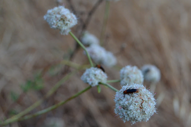 buckwheat flowers