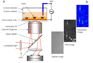 Electrical Impedance Microscopy