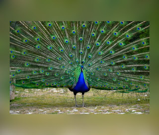 This is an illustration of a Peacock (One of the Most Beautiful birds in the world)