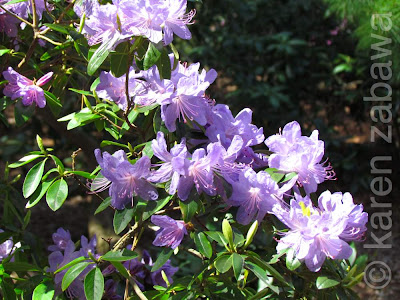 Pale lilac blossoms on Rhododendron Bluenose, a Brueckner hybrid.