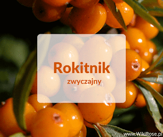 Rokitnik zwyczajny