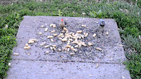 Feeding Birds Peanuts