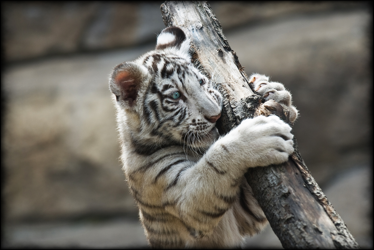 White Tiger | HD Wallpapers (High Definition)|HDwalle