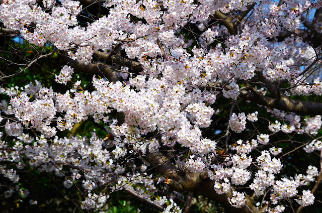 雖然位於公園內，但步道兩旁的櫻花更接近野外的櫻花。