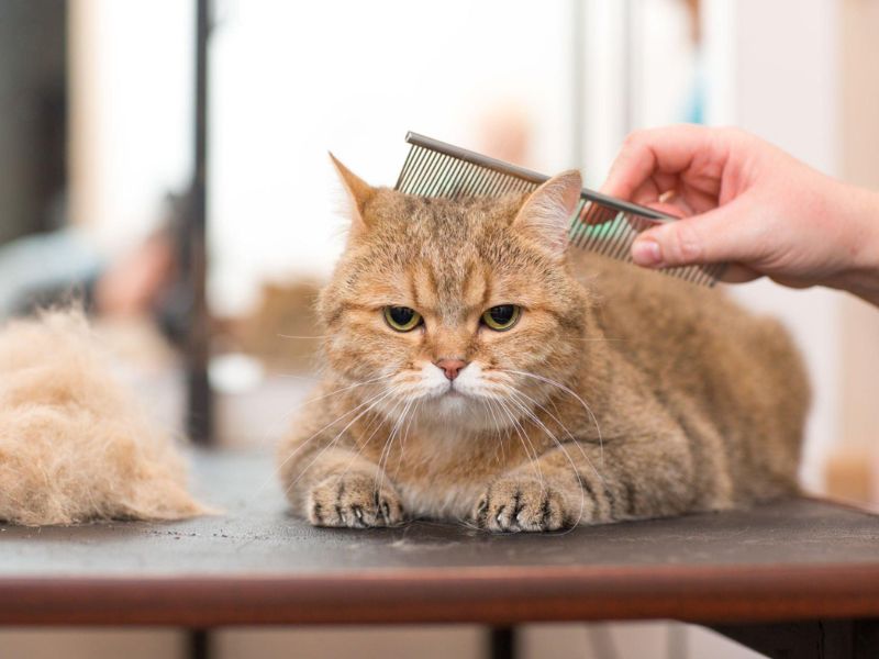 A cat that hates it with long matted hair