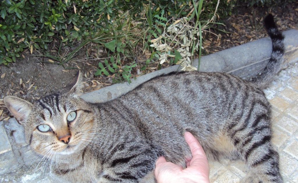 PROGAT VILA-SECA: MIMO UN GATO MIMOSO ABANDONADO, EN PELIGRO EN LA CALLE