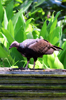 vulture in Puriscal