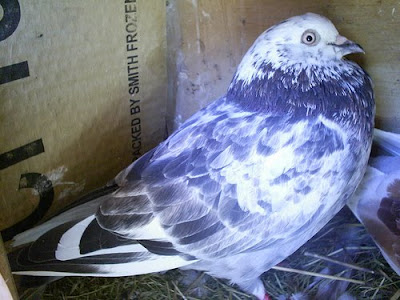 Birmingham Roller Pigeon