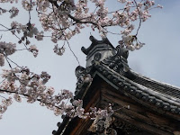 本堂屋根と桜