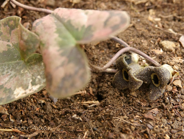 Asarum nipponicum