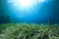 Sea grass. (Credit: © Richard Carey / Fotolia) Click to Enlarge.