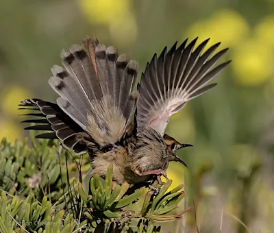 Two Canon EF 400mm Lens Options for Birds in Flight Photographers