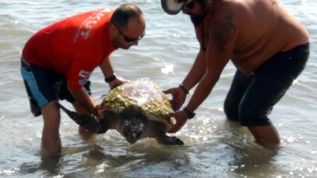 caretta turtle in Turkey's Muğla