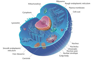 fungsi organel sel lengkap