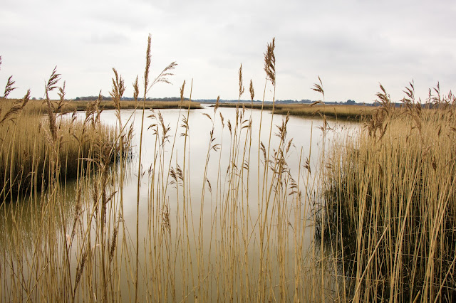 Suffolk marshes