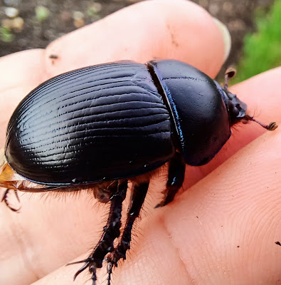 Dung beetle on Hungerford Allotments