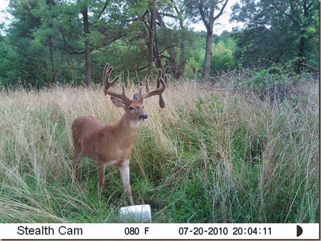 venado1